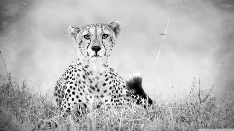 cheetah_monochrome.jpg