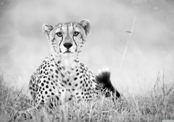 cheetah monochrome