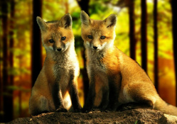 Red Foxes on rock