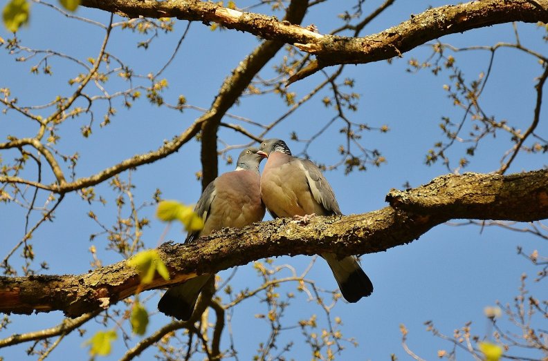 pigeons_couple.jpg