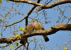 Pigeons Couple