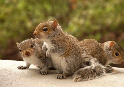 Baby squirrels