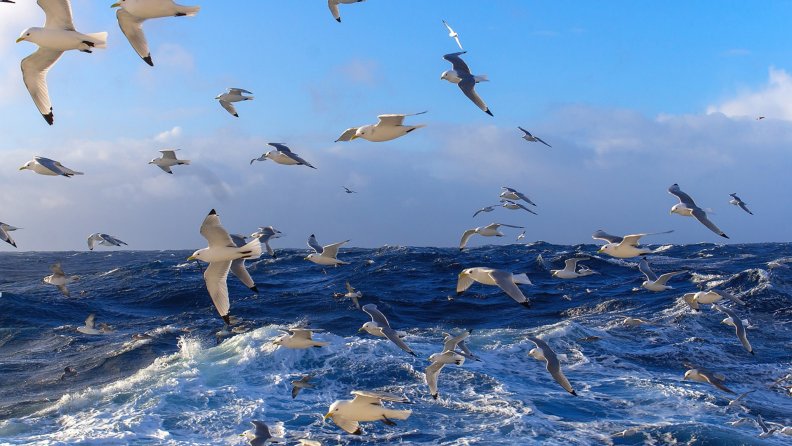 many_seagulls_over_a_wavy_sea.jpg