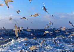 many seagulls over a wavy sea