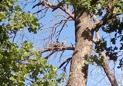 herons nest