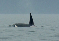 Male Orca