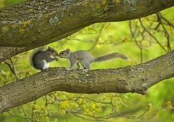 Loving Squirrels