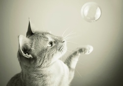 Cat and bubble