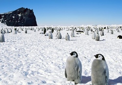 Crowd of Penguins