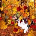 Autumn Kitty