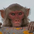 Resus macaque