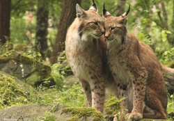 Lynx pair