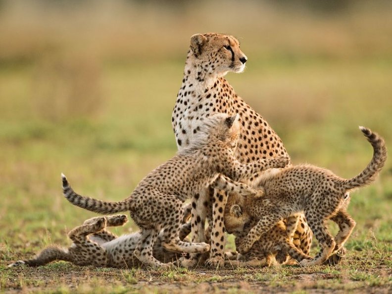 cheetah_mother_and_cubs_lanting.jpg