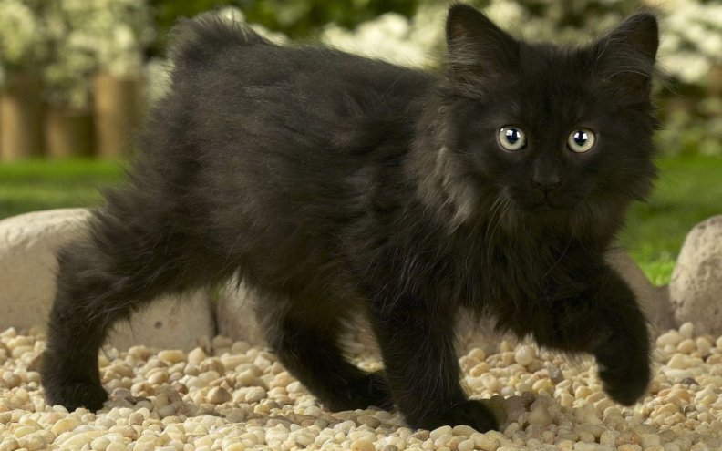 black_norwegian_forest_kitten.jpg