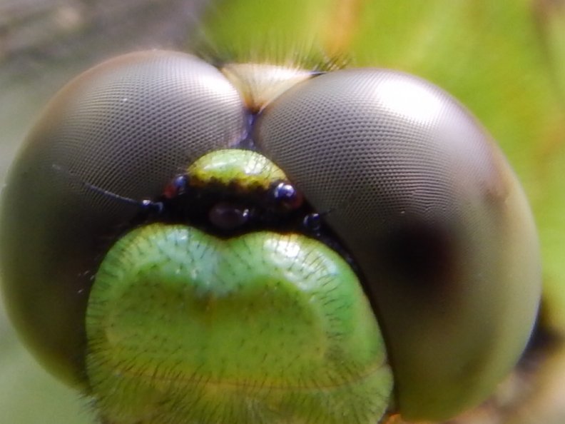 Amazing Close Up Eyes Dragonfly