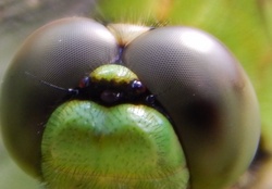 Amazing Close Up Eyes Dragonfly