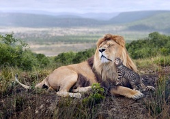 Lion and the Family Cat