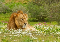 Peace full lion