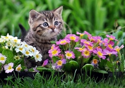 Cat and primrose flowers