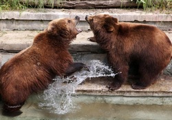 Twin Bears Wanja And Misho at Rostock Zoo, Germany