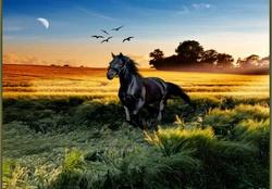 horse,sky