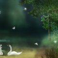 swans_woodland_glow_flies.jpg