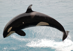 Orca,jumping