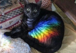 CAT WITH RAINBOW