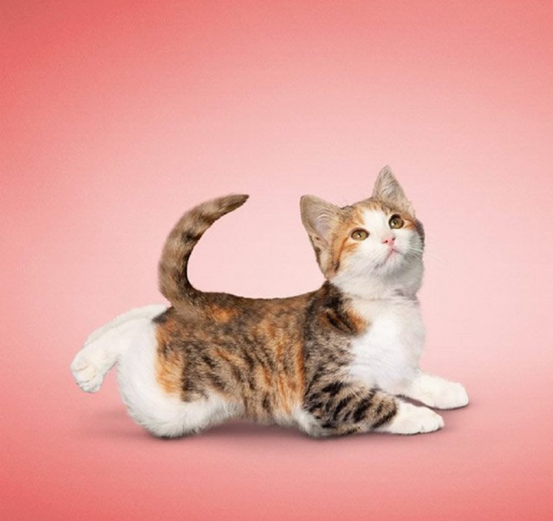 yoga_for_the_kitty.jpg