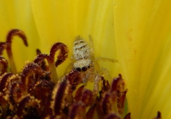 Spider hide sunflower