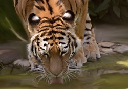 Tiger, drinking