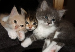 kitten trio