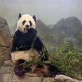 Giant_panda