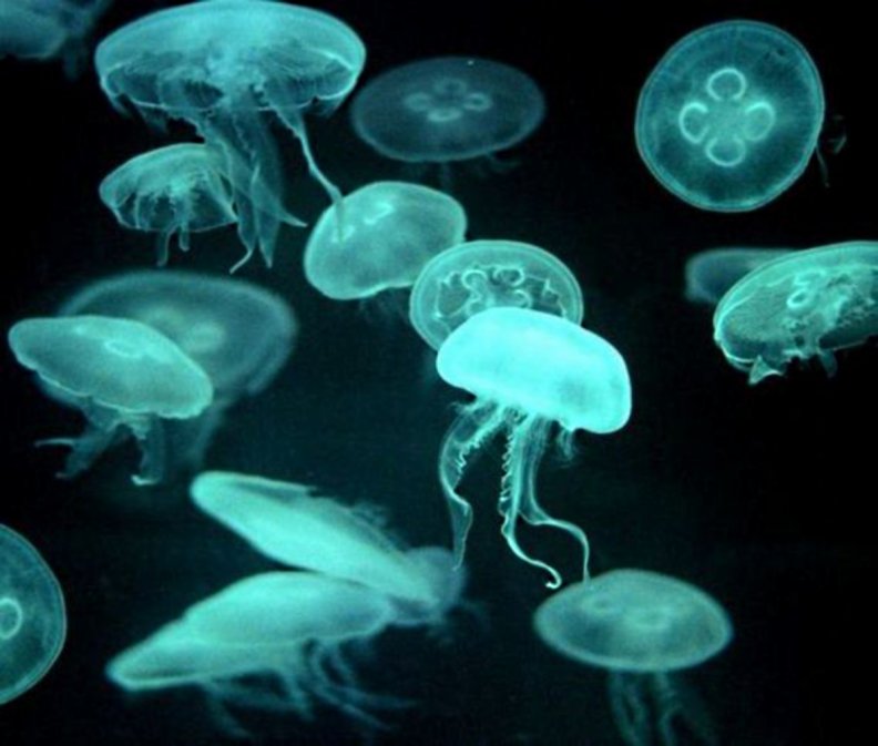 jellyfish.jpg