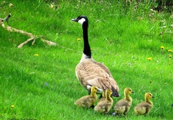 Mama Goose and Her Babies Not Listening