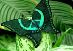 Rare and Beautiful Butterfly