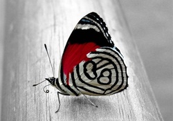 Butterfly In Contrast