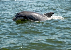 Dolphin in the Wild in North Georgia, USA