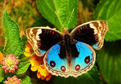 Blue pansy butterfly