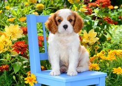 Dog on blue chair