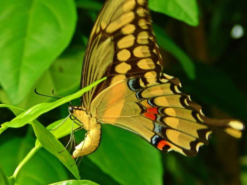 butterfly_lay_eggs_on_leaf_lime_plant.jpg