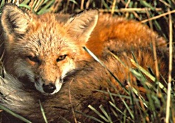 Fox,resting
