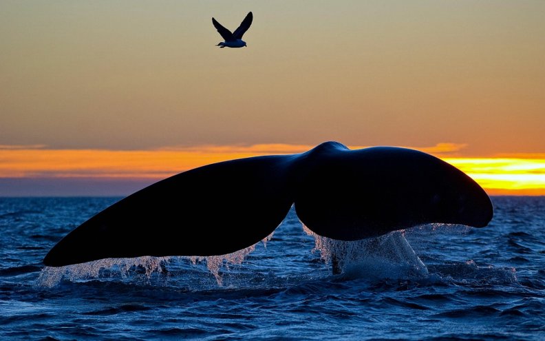 whale_diving_at_sunset.jpg