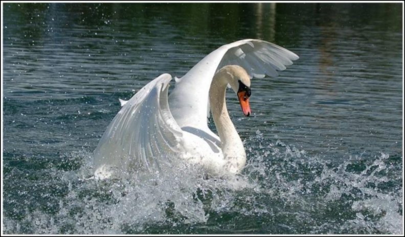 swan.jpg