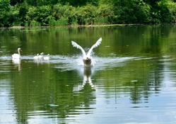 Attacking Swan