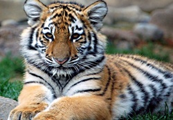 Infant tiger