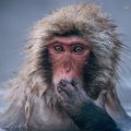 japanese_macaque
