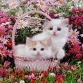 Ragdoll cross kittens
