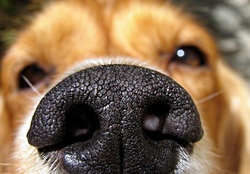 dog,sniffling