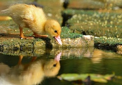 Reflection of Baby Duckling